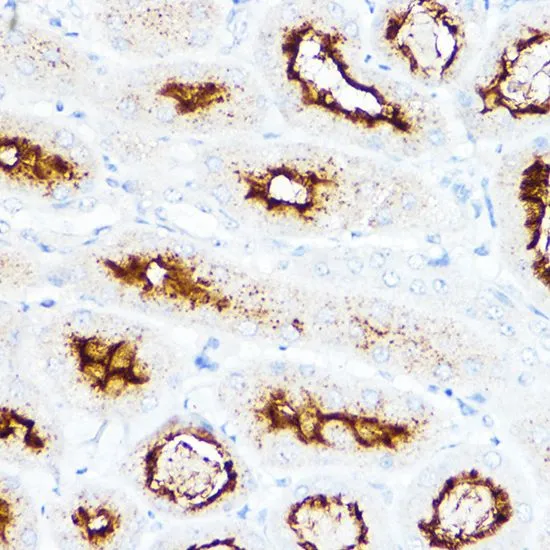 IHC-P analysis of mouse kidney tissue using GTX33506 SLC3A1 antibody. Dilution : 1:200