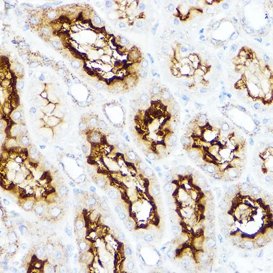 IHC-P analysis of rat kidney tissue using GTX33506 SLC3A1 antibody. Dilution : 1:200