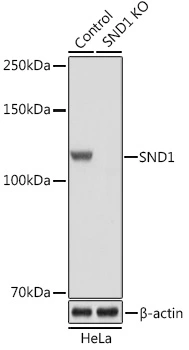 WB analysis of normal (control) and knockout (KO) HeLa cell lysate using GTX33508 SND1 antibody. Dilution : 1:3000 Loading : 25microg per lane