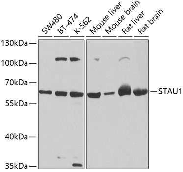 WB analysis of various sample lysates using GTX33527 Staufen antibody. Dilution : 1:1000 Loading : 25microg per lane WB analysis of various sample lysates using GTX33527 Staufen antibody. Dilution : 1:1000 Loading : 25microg per lane