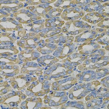 IHC-P analysis of mouse stomach tissue using GTX33559 TRIM27 antibody. Dilution : 1:100