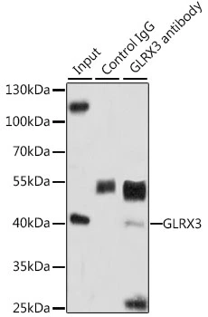 IP analysis of HeLa cell lysate using GTX33564 TXNL2 antibody. Antibody amount : 3microg / 200microg lysate Dilution : 1:1000 IP analysis of HeLa cell lysate using GTX33564 TXNL2 antibody. Antibody amount : 3microg / 200microg lysate Dilution : 1:1000