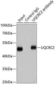 IP analysis of HepG2 cell lysate using GTX33573 UQCRC2 antibody. Antibody amount : 1microg / 200microg lysate Dilution : 1:1000 IP analysis of HepG2 cell lysate using GTX33573 UQCRC2 antibody. Antibody amount : 1microg / 200microg lysate Dilution : 1:1000
