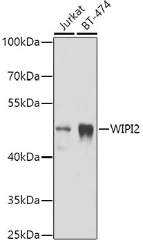WB analysis of various sample lysates using GTX33584 WIPI2 antibody. Dilution : 1:1000 Loading : 25microg per lane WB analysis of various sample lysates using GTX33584 WIPI2 antibody. Dilution : 1:1000 Loading : 25microg per lane