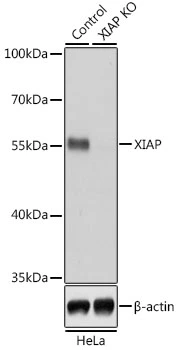 WB analysis of normal (control) and knockout (KO) HeLa cell lysate using GTX33586 XIAP antibody. Dilution : 1:1000 Loading : 25microg per lane WB analysis of normal (control) and knockout (KO) HeLa cell lysate using GTX33586 XIAP antibody. Dilution : 1:1000 Loading : 25microg per lane