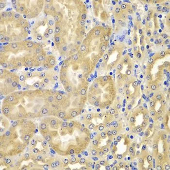 IHC-P analysis of mouse kidney tissue using GTX33586 XIAP antibody. Dilution : 1:100