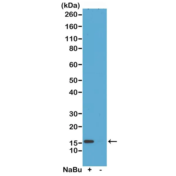 Western Blot of acid extracts from HeLa cells treated (+) or untreated (-) with sodium butyrate,using RM222 at 0.5 ug/mL,showed a band ofhistone H2A.Z acetylated at Lysine 7 in treatedHeLa.