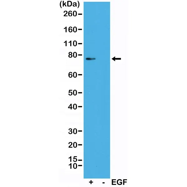 WB analysis of A431 cells treated (+) or nontreated (-) with EGF lysates using GTX33600 p90 RSK1 (phospho Thr359/Ser363) antibody [RM233]. Dilution : 1:1000