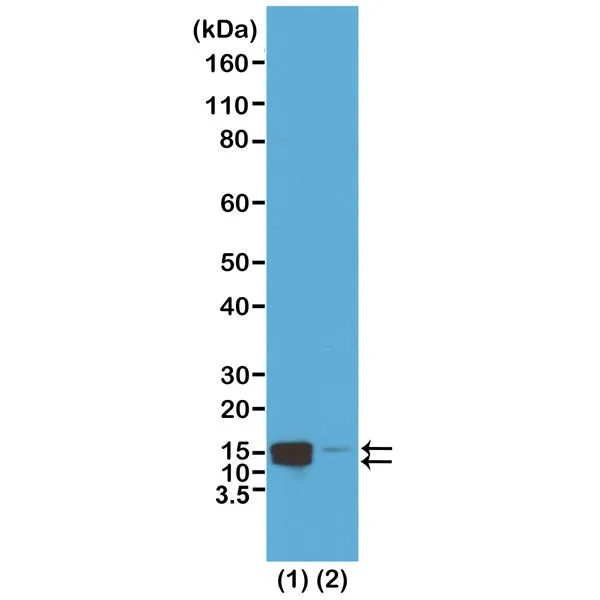 Western Blot of acid extracts of HeLa cells treated (1) or non-treated (2) with Nocodazole. Using RM216 at 0.5 ug/mL,showed both Histone H2A and H4 phosphorylated at Serine 1 in HeLa cells.