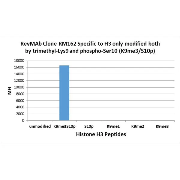 The GTX33602 reacts to Histone H3 only when modified by both trimethylation at lysine 9 and phosphorylation at serine 10 (K9me3/S10p). Nocross reactivity with non-modified Lysine 9/ Serine 10,methylated Lysine 9 (K9me1, k9me2, k9me3) ONLY, or phosphorylation at Serine 9 ONLY in Histone H3. The GTX33602 reacts to Histone H3 only when modified by both trimethylation at lysine 9 and phosphorylation at serine 10 (K9me3/S10p). Nocross reactivity with non-modified Lysine 9/ Serine 10,methylated Lysine 9 (K9me1, k9me2, k9me3) ONLY, or phosphorylation at Serine 9 ONLY in Histone H3.
