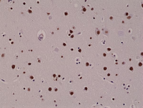 GTX33605 IHC-P Image