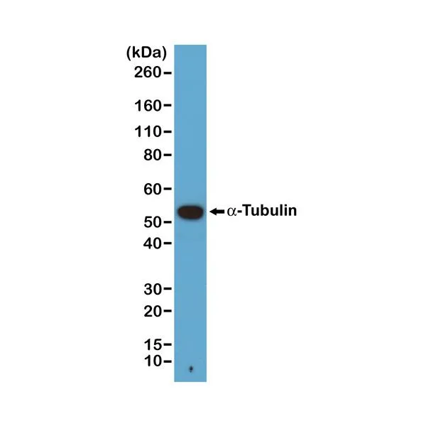 WB analysis of A431 cell lysates using GTX33609 alpha Tubulin antibody [RM113]. Dilution : 1:1000