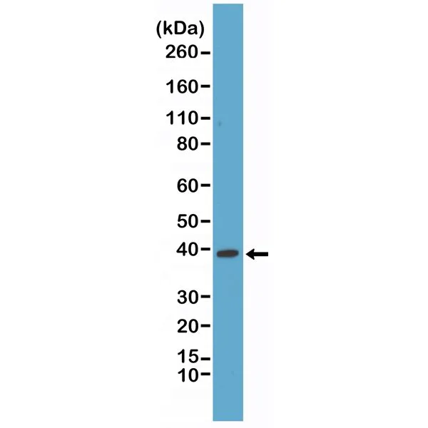 WB analysis of HeLa cell lysate using GTX33621 p38 MAPK antibody [RM245]. Dilution : 1:1000