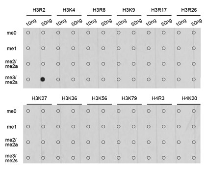 Dot blot analysis of all sorts of methylation peptides using GTX33905 Histone H3R2me2 (Symmetric Di-methyl Arg2) antibody. Dot blot analysis of all sorts of methylation peptides using GTX33905 Histone H3R2me2 (Symmetric Di-methyl Arg2) antibody.