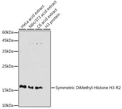 WB analysis of various sample lysates using GTX33905 Histone H3R2me2 (Symmetric Di-methyl Arg2) antibody. Dilution : 1:500 Loading : 25microg per lane