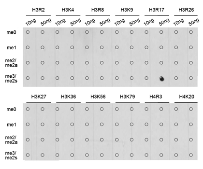 Dot blot analysis of all sorts of methylation peptides using GTX33907 Histone H3R17me2 (Symmetric Di-methyl Arg17) antibody. Dot blot analysis of all sorts of methylation peptides using GTX33907 Histone H3R17me2 (Symmetric Di-methyl Arg17) antibody.