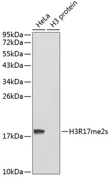 WB analysis of various sample lysates using GTX33907 Histone H3R17me2 (Symmetric Di-methyl Arg17) antibody. Loading : 25microg per lane