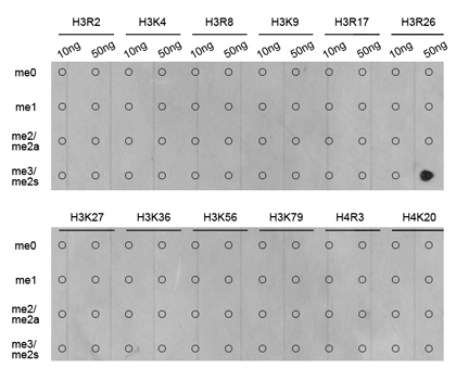 Dot blot analysis of all sorts of methylation peptides using GTX33908 Histone H3R26me2 (Symmetric Di-methyl Arg26) antibody. Dot blot analysis of all sorts of methylation peptides using GTX33908 Histone H3R26me2 (Symmetric Di-methyl Arg26) antibody.