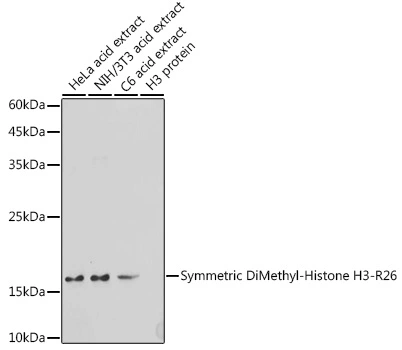WB analysis of various sample lysates using GTX33908 Histone H3R26me2 (Symmetric Di-methyl Arg26) antibody. Dilution : 1:500 Loading : 25microg per lane