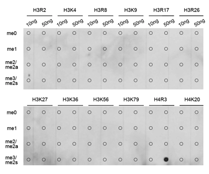 Dot blot analysis of all sorts of methylation peptides using GTX33909 Histone H4R3me2 (Symmetric dimethyl Arg3) antibody. Dot blot analysis of all sorts of methylation peptides using GTX33909 Histone H4R3me2 (Symmetric dimethyl Arg3) antibody.