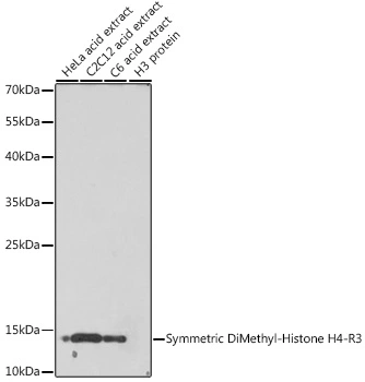 WB analysis of various sample lysates using GTX33909 Histone H4R3me2 (Symmetric dimethyl Arg3) antibody. Dilution : 1:1000 Loading : 25microg per lane
