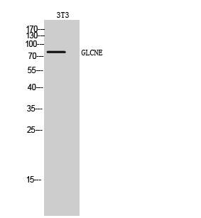 Western Blot (WB) analysis of 3T3 cells using GLCNE Polyclonal Antibody.