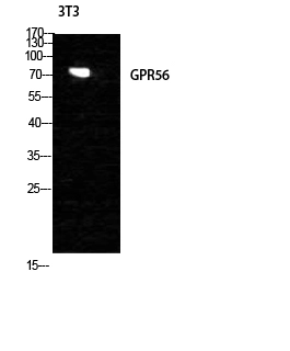 WB analysis of NIH-3T3 cell lysate using GTX33976 GPR56 antibody. WB analysis of NIH-3T3 cell lysate using GTX33976 GPR56 antibody.