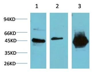 WB analysis of (1) HeLa cell, (2) 3T3 cell, (3) rat brain tissue lysates using GTX33981 GSK3 beta antibody [2C6]. Dilution : 1:1000