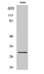 WB analysis of Jurkat cell lysate using GTX33986 Granzyme K antibody. WB analysis of Jurkat cell lysate using GTX33986 Granzyme K antibody.