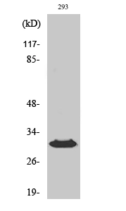 WB analysis of 293 cell lysate using GTX33992 HLA-DOB antibody. WB analysis of 293 cell lysate using GTX33992 HLA-DOB antibody.