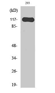 WB analysis of 293 cell lysate using GTX33993 Hairless antibody. WB analysis of 293 cell lysate using GTX33993 Hairless antibody.