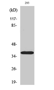 WB analysis of 293 cell lysate using GTX33994 HSD17B11 antibody. WB analysis of 293 cell lysate using GTX33994 HSD17B11 antibody.