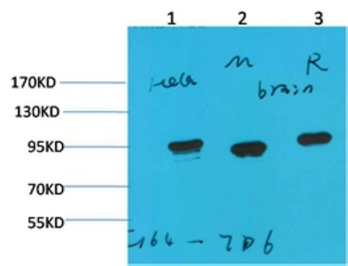 WB analysis of (1) HeLa, (2)mouse brain tissue, (3) rat brain tissue lysates using GTX33996 Hsp90 alpha antibody [7D6]. Dilution : 1:2000