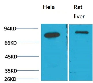 WB analysis of (1) HeLa, (2) rat liver tissue lysates using GTX33998 Grp78 antibody [8G3]. Dilution : 1:2000