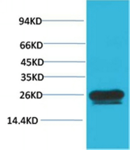WB analysis of HeLa cell lysate using GTX34000 HSP27 antibody [Mix-mA]. Dilution : 1:2000