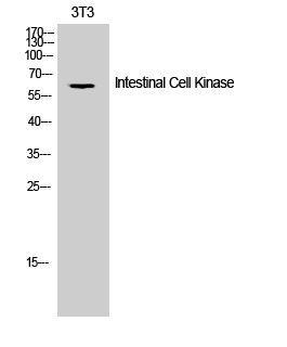 WB analysis of 3T3 cell lysate using GTX34003 ICK antibody. WB analysis of 3T3 cell lysate using GTX34003 ICK antibody.