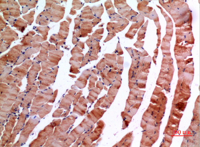 IHC-P analysis of mouse muscle tissue using GTX34017 Inhibin beta E chain antibody. Dilution : 1:100