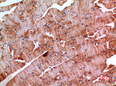 IHC-P analysis of mouse muscle tissue using GTX34017 Inhibin beta E chain antibody. Dilution : 1:100