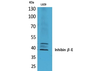 WB analysis of L929 cell lysate using GTX34017 Inhibin beta E chain antibody.