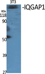 WB analysis of 3T3 cell lysate using GTX34018 IQGAP1 antibody.