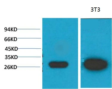 WB analysis of (1) MCF7, (2) 3T3 lysates using GTX34031 Galectin 3 antibody [8D7]. Dilution : 1:2000