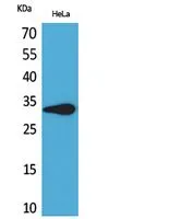 WB analysis of HeLa cell lysate using GTX34037 LILRA5 antibody. WB analysis of HeLa cell lysate using GTX34037 LILRA5 antibody.