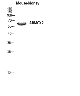 WB analysis of mouse kidney tissue lysate using GTX34038 ARMCX2 antibody. WB analysis of mouse kidney tissue lysate using GTX34038 ARMCX2 antibody.