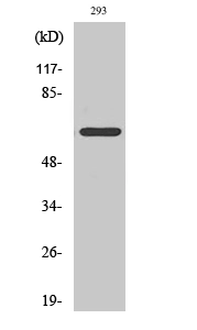 WB analysis of 293 cell lysate using GTX34038 ARMCX2 antibody.