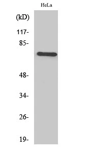WB analysis of HeLa cell lysate using GTX34062 BRF1 antibody. WB analysis of HeLa cell lysate using GTX34062 BRF1 antibody.
