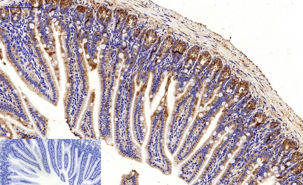 IHC-P analysis of mouse colon tissue using GTX34067 LC3A antibody [5G10]. Negative control (the lower left coner) was secondary antibody only. Antigen retrieval : Sodium citrate pH6.0 was used for antibody retrieval (>98oC, 20min) Dilution : 1:200
