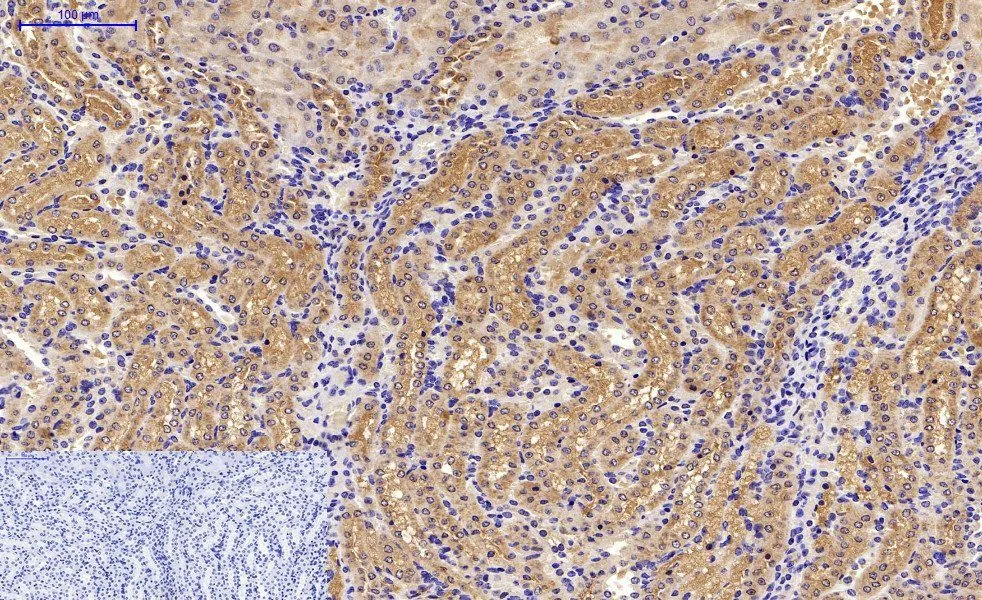 IHC-P analysis of mouse kidney tissue using GTX34067 LC3A antibody [5G10]. Negative control (the lower left coner) was secondary antibody only. Antigen retrieval : Sodium citrate pH6.0 was used for antibody retrieval (>98oC, 20min) Dilution : 1:200