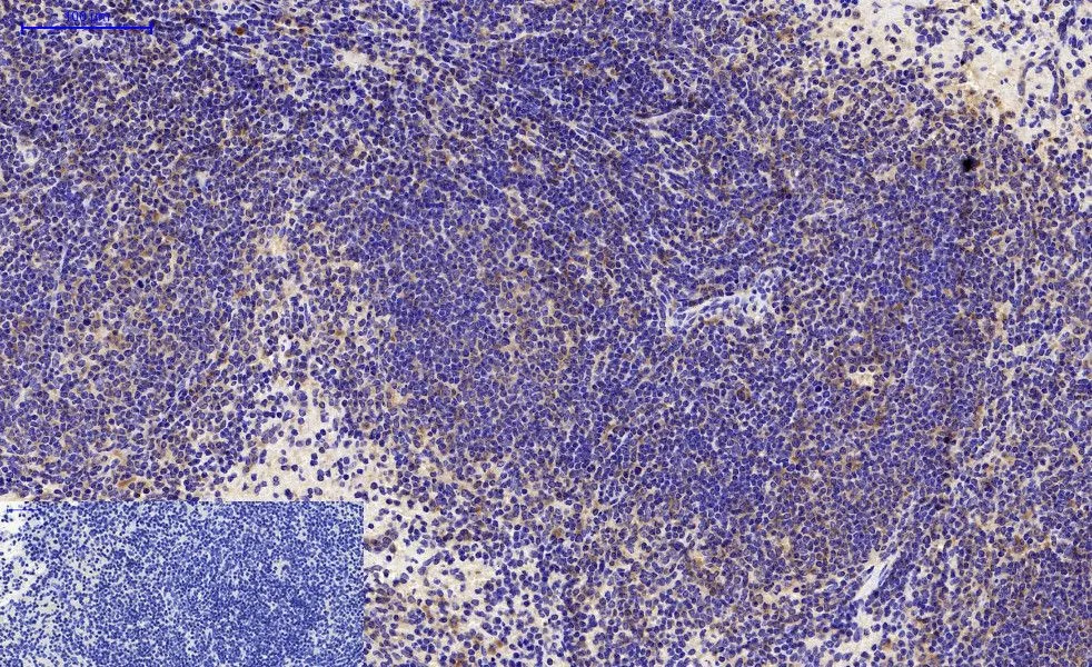 IHC-P analysis of mouse spleen tissue using GTX34067 LC3A antibody [5G10]. Negative control (the lower left coner) was secondary antibody only. Antigen retrieval : Sodium citrate pH6.0 was used for antibody retrieval (>98oC, 20min) Dilution : 1:200