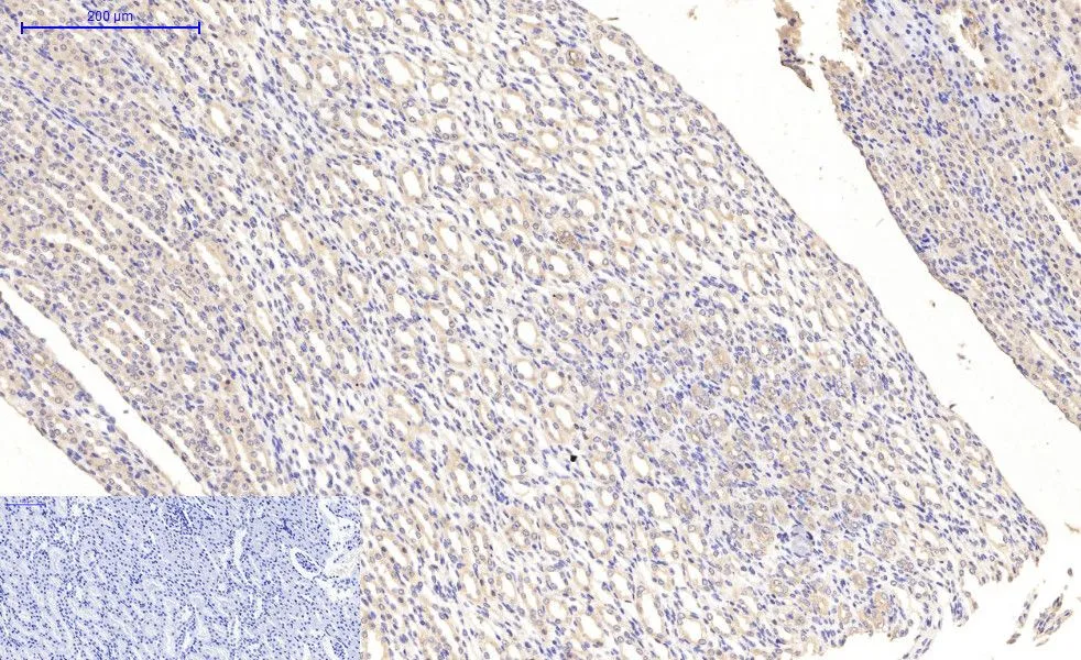IHC-P analysis of rat kidney tissue using GTX34069 MAP2 antibody [7D4]. Negative control (the lower left coner) was secondary antibody only. Antigen retrieval : Sodium citrate pH6.0 was used for antibody retrieval (>98oC, 20min) Dilution : 1:200