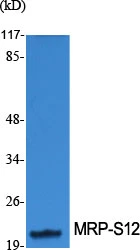 WB analysis of MRPS12 using GTX34089 MRPS12 antibody. Dilution : 1:1000